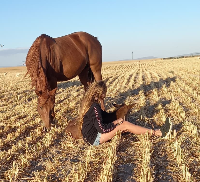 Quarter Horses - Maple Ranch