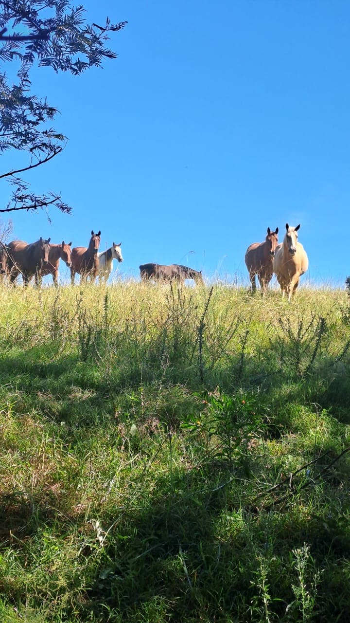 Quarter Horses - Maple Ranch
