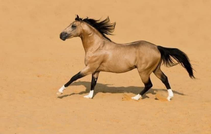 Sire's - Maple Ranch