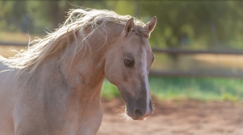 Sire's - Maple Ranch