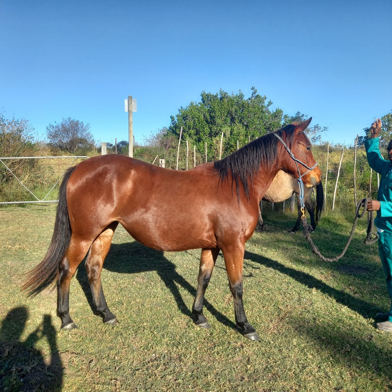 Quarter Horses