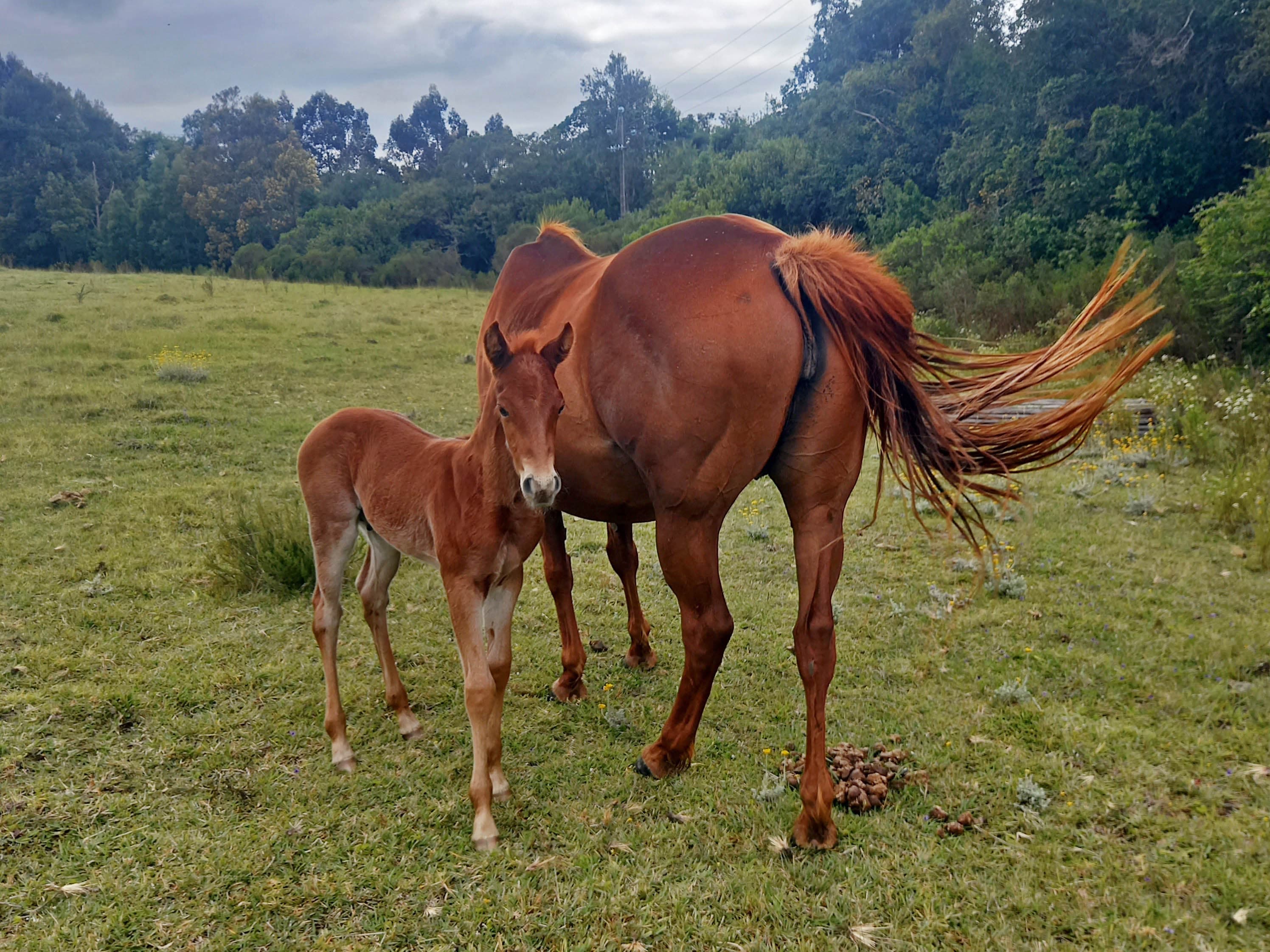 Maple Ranch - Image 1