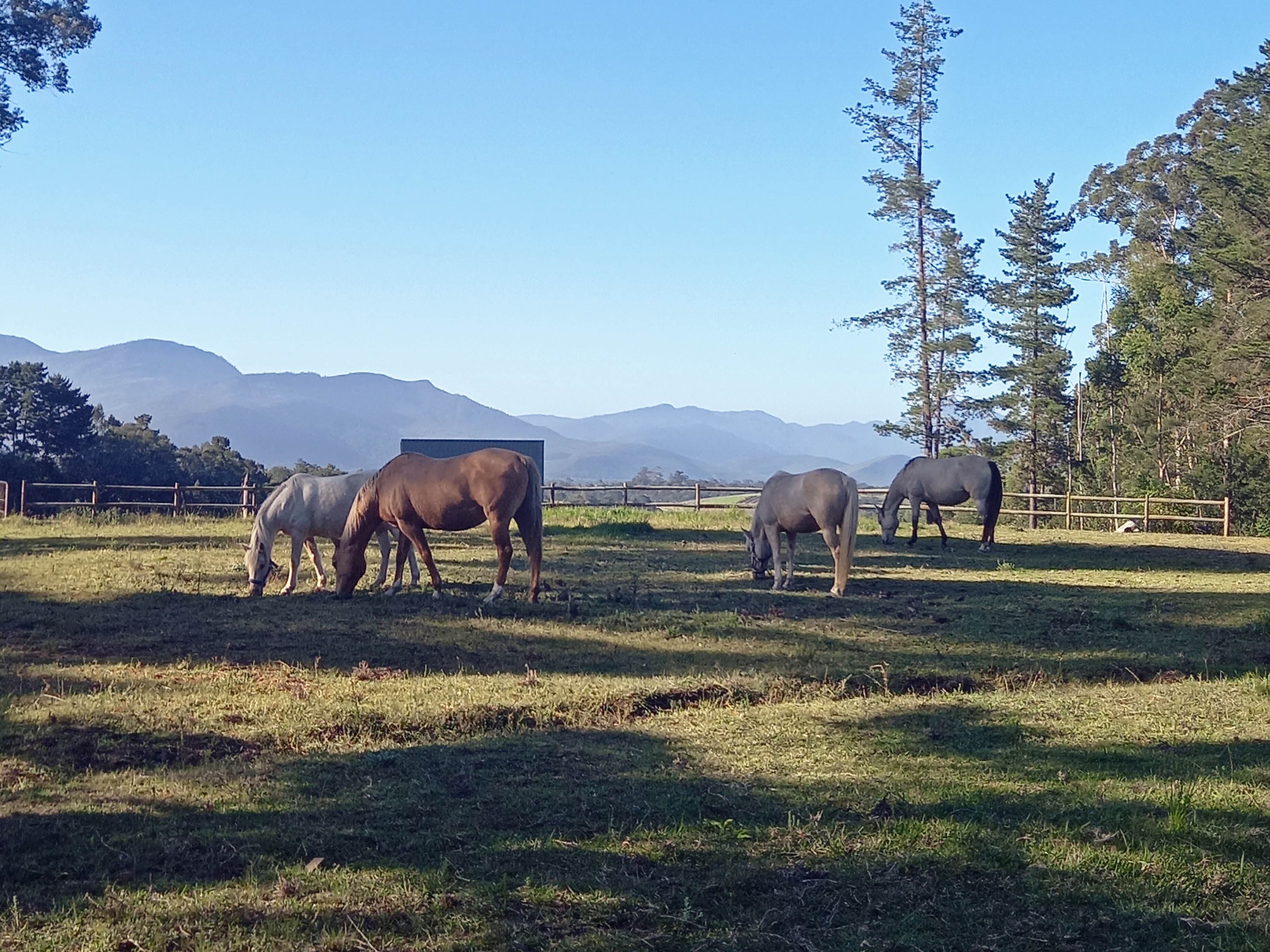 Maple Ranch - Image 2