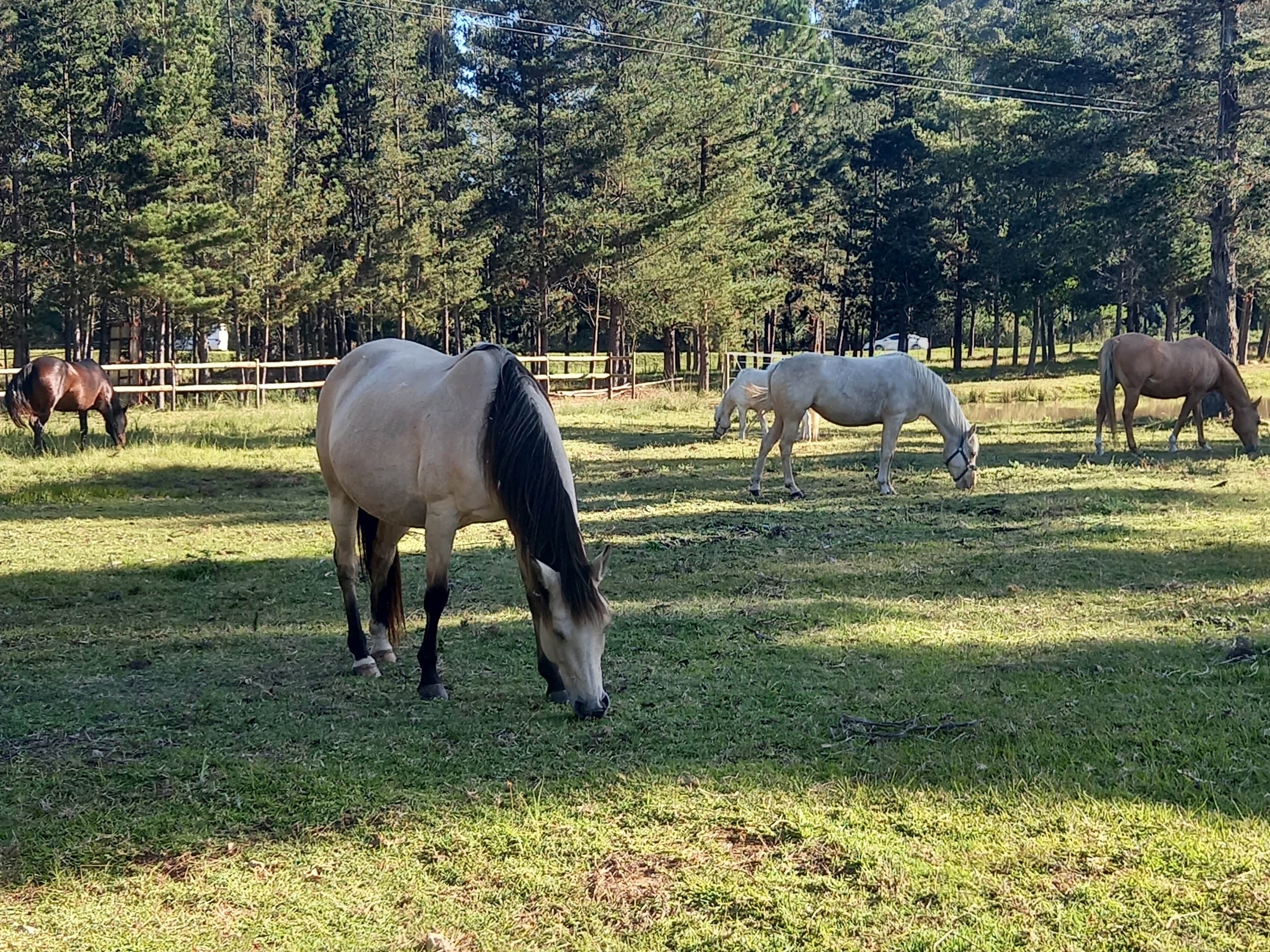 Maple Ranch - Image 3