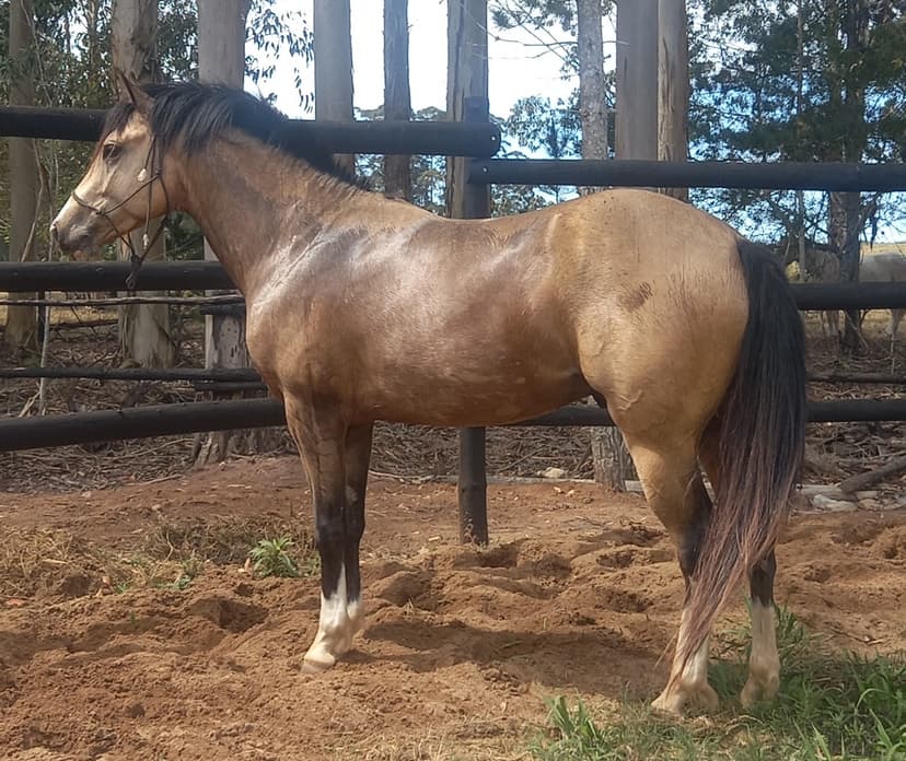 Bold Enteprise (Current home sire)