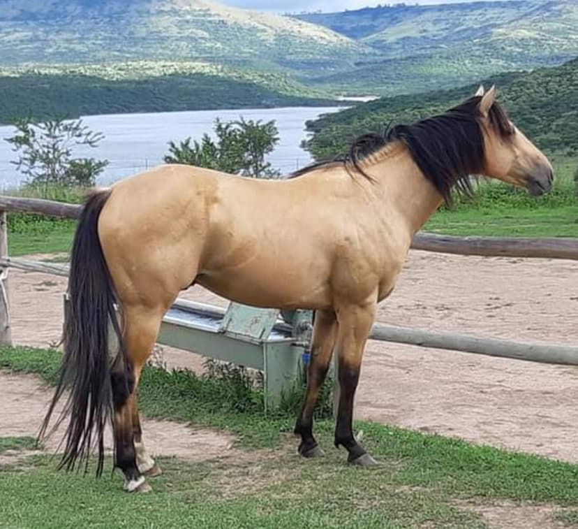 Cc's Lil Poco Rascal