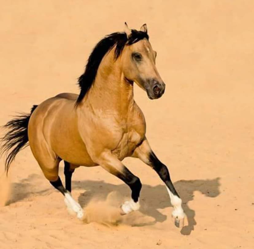 Copy Cat Rascal (Foundation Sire of our mares)