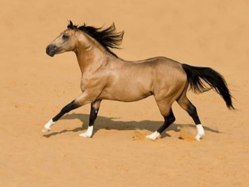 Copy Cat Rascal (Foundation Sire of our mares)