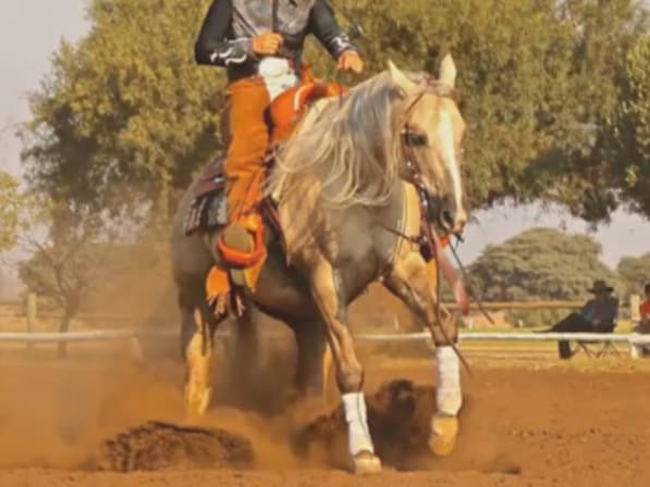 Sail On Frozen Shadow (Grand Sire)