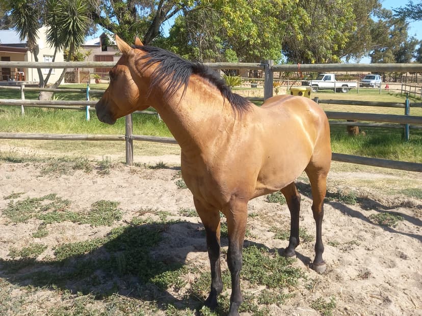 Tiaan's Rooster (By Walla Walla)